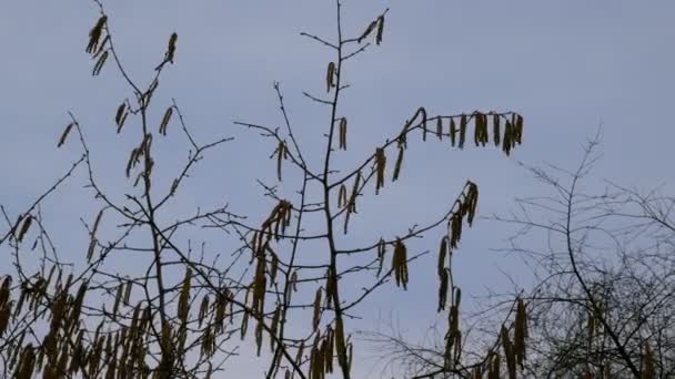 Flétrissement Des Feuilles Balancent Dans Vent Contre Ciel Terne Paysage — Video