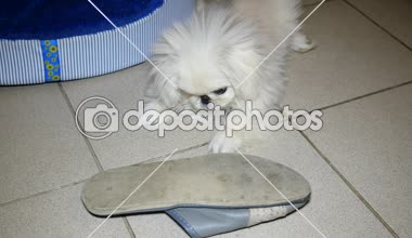 Oynarken küçük fino köpeği. Terlik veya kiremit katta ayakkabılar kemiren.