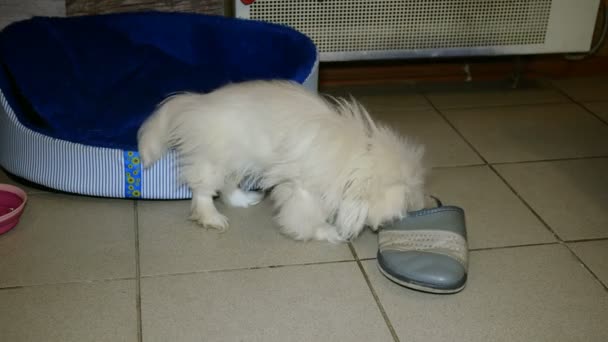 Pequeno Cão Branco Pekingese Jogando Ele Rói Chinelos Sapatos Chão — Vídeo de Stock