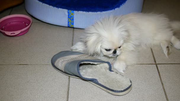 小さな白いペキニーズ犬が遊んでいます それはスリッパやタイルの床に靴をかじり — ストック動画