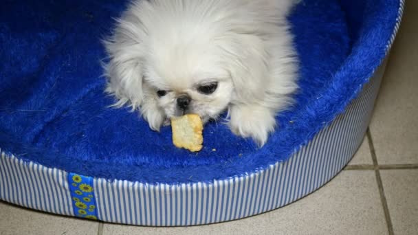 Pequeno Cão Pekingese Branco Rói Crosta Pão Branco Sua Cama — Vídeo de Stock