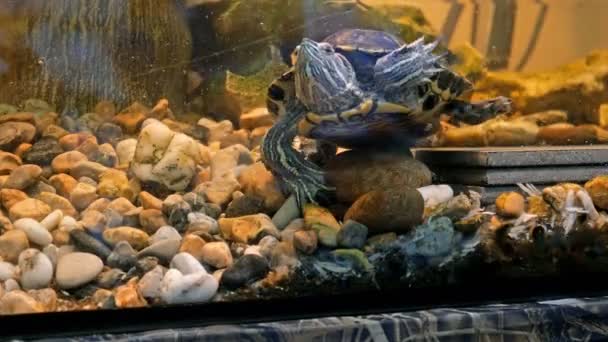 Liten Sköldpadda Simmar Ett Akvarium Bland Dekorativa Stenar Och Alger — Stockvideo