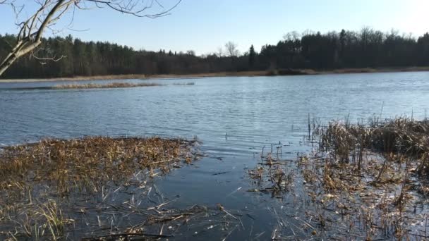 고요한 다가오는 연못에 해안의 소나무 자연의 — 비디오