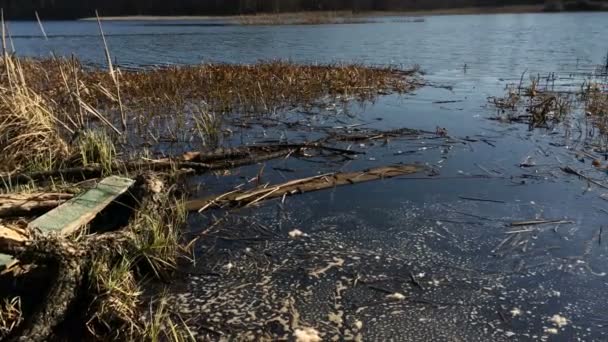 고요한 다가오는 연못에 해안의 소나무 자연의 — 비디오