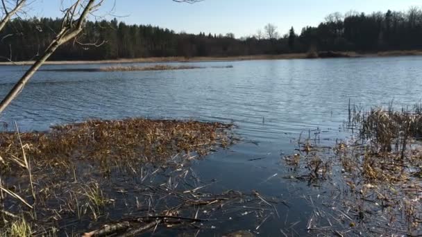 Večerně Klidná Scéna Nádherná Vlna Břehu Jezera Nebo Rybník Borovice — Stock video