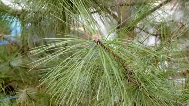 Cabang Cemara Selalu Hijau Atau Pohon Pinus Bergoyang Dalam Angin — Stok Video