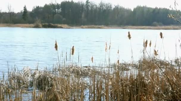 Scena Serale Tranquilla Bella Onda Arrivo Riva Sul Lago Stagno — Video Stock