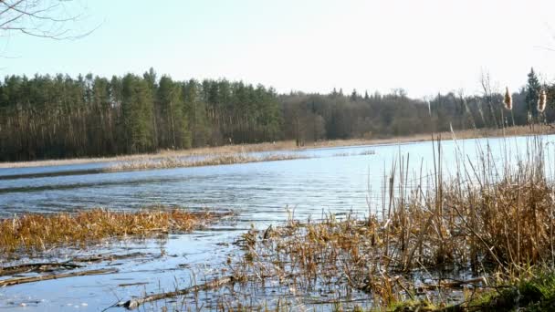 Večerně Klidná Scéna Nádherná Vlna Břehu Jezera Nebo Rybník Borovice — Stock video