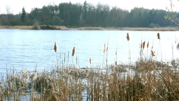 Scena Serale Tranquilla Bella Onda Arrivo Riva Sul Lago Stagno — Video Stock