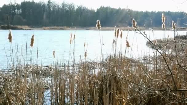 Večerně Klidná Scéna Nádherná Vlna Břehu Jezera Nebo Rybník Borovice — Stock video