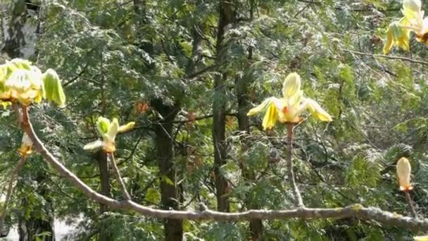 Kastanje Bladeren Groeien Boom Tak Onthuld Lentebloei Buiten — Stockvideo