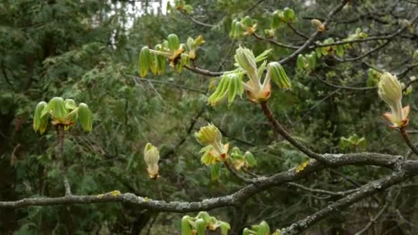 Folhas Castanha Crescem Galho Árvore Revelado Floresce Primavera Livre — Vídeo de Stock