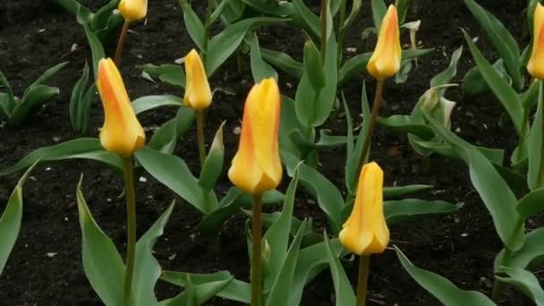 Primeras Flores Primavera Tulipanes Colores Brillantes Color Amarillo Creciendo Calle — Vídeo de stock