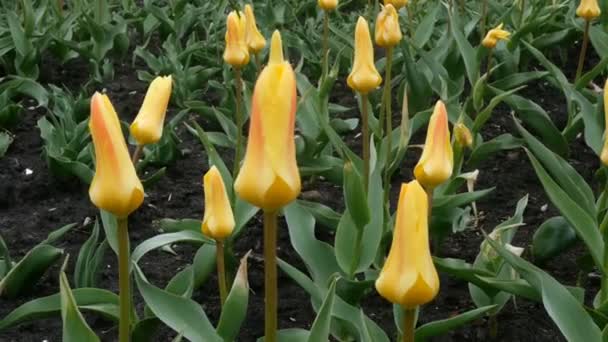 Primeiras Flores Primavera Tulipas Coloridas Brilhantes Cor Amarela Crescendo Rua — Vídeo de Stock