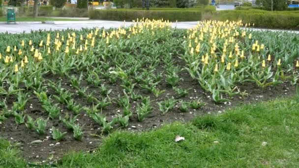 First Spring Flowers Bright Colorful Tulips Yellow Color Growing Street — Stock Video