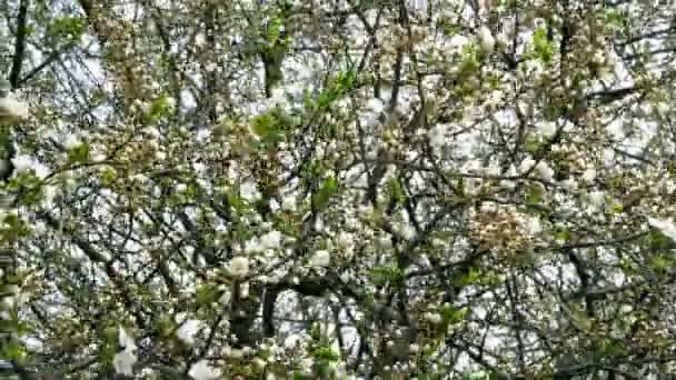 Florecen Las Ramas Árbol Primavera Balancean Viento Fondo Naturaleza Primer — Vídeo de stock