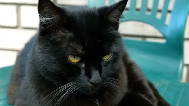 Shaggy Home Black Cat Close Looks Blinks Eyes Turns His — Stock Video
