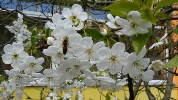 Весенние Белые Цветы Цветущем Дереве Пчела Летит Цветка Цветку Собирает — стоковое видео
