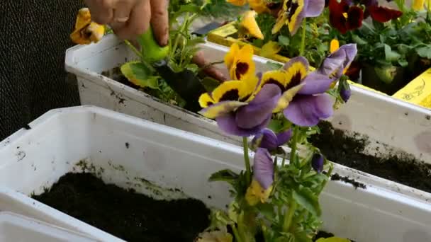 Rumah Berkebun Musim Semi Pekebun Tangan Penanaman Pansy Atau Biola — Stok Video