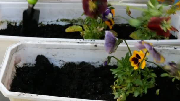 Springtime Home Gardening Gardener Hands Planting Pansies Viola Tricolor Flower — Stock Video