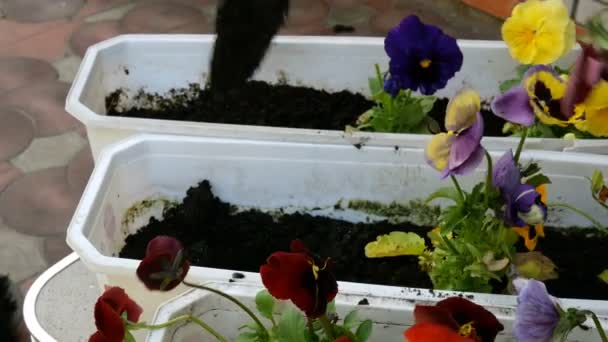 Giardinaggio Primaverile Casa Mani Giardiniere Piantare Margherite Viola Tricolore Vaso — Video Stock