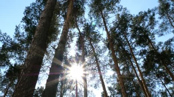 美丽的大自然 在阳光明媚的日子里 在森林中 郁郁葱葱的松树冠顶与蓝天的底景 清澈的蓝天 — 图库视频影像