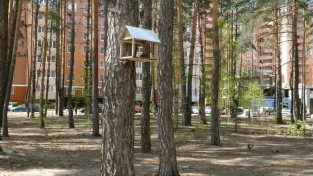 手作りの木造鳥小屋 鳥の餌付け 住宅街の公園の木からぶら下がる春の風景 — ストック動画