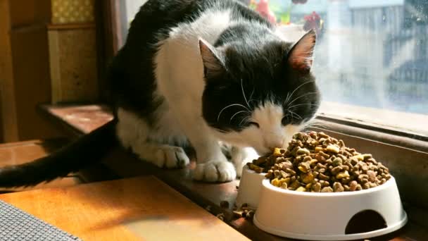 Gato Casero Color Blanco Negro Come Comida Seca Tazón Plástico — Vídeo de stock