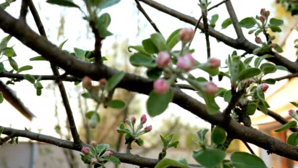 リンゴの木の吹き飛ばされた芽 枝にピンク色の花 フォーカス 選択的なフォーカスを変更します クローズ アップ — ストック動画