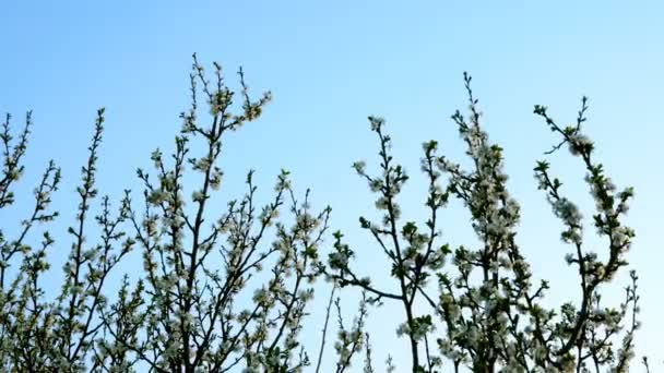 白い色の花で開花木の枝 風に揺れるきれいな空の背景に — ストック動画