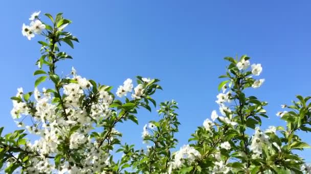 Bloeiende Boomtakken Met Bloem Van Witte Kleur Slingeren Wind Clean — Stockvideo