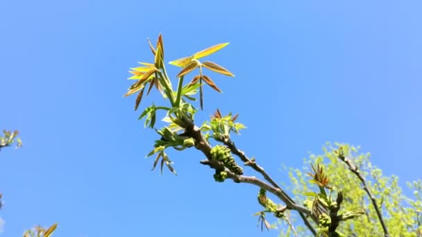 核桃树幼叶 枝头开着花 在风中荡秋千 在晴朗的天空中 — 图库视频影像