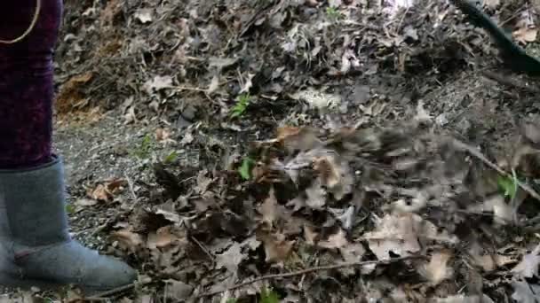 造園の季節の宿題 春の庭の掃除 裏庭で熊手の葉でレーキング庭師 — ストック動画