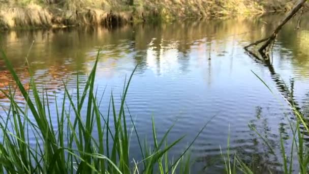 宁静的乡村场景 安静的湖面 河边有柔软的波纹和草地 水面池塘或沼泽上的波纹和反射 — 图库视频影像