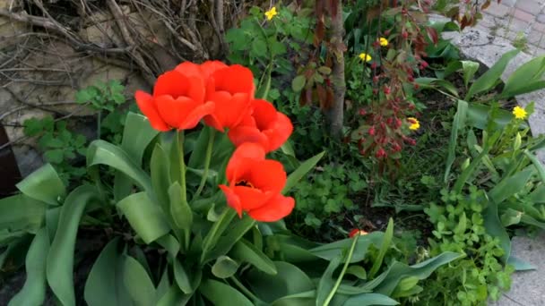 Flowerbed Röda Tulpaner Växa Och Blommar Bakgård Eller Hem Trädgård — Stockvideo