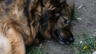 Komik bir yüz ile Köpek mongrel çim ve görünüyor açık havada yatıyor.