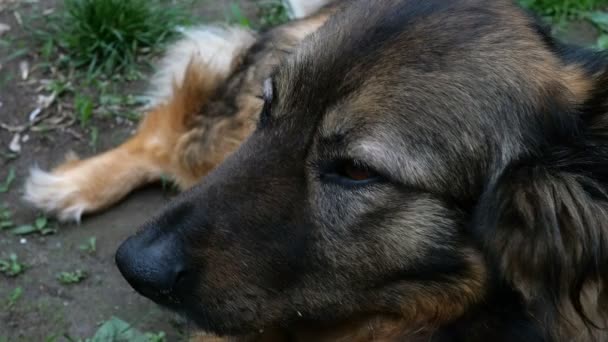 Chien Bâtard Avec Drôle Visage Trouve Extérieur Sur Herbe Regarde — Video