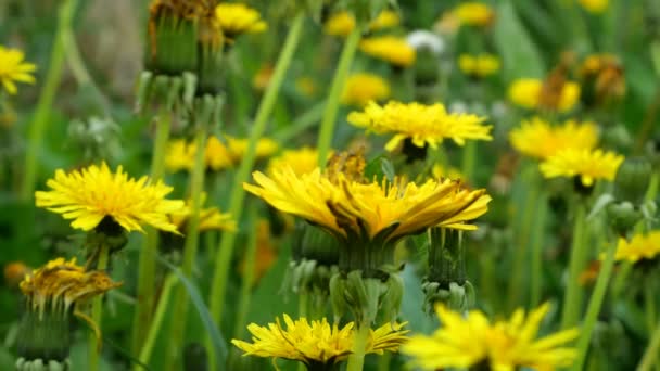 Tavaszi Virág Pitypang Virágok Vagy Pitypang Taraxacum Füvön Lengett Szellő — Stock videók