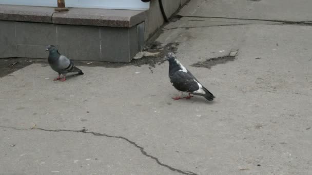 Les Pigeons Oiseaux Gris Noirs Marchent Sur Asphalte Sale Les — Video