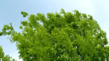 Mavi gökyüzü arka planda rüzgarda sallanan yeşil ağaçların tepesinde.