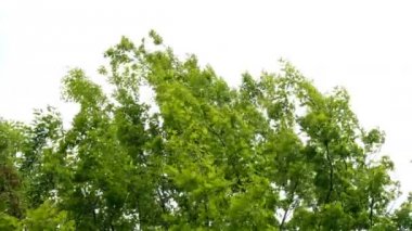 Mavi gökyüzü arka planda rüzgarda sallanan yeşil ağaçların tepesinde.