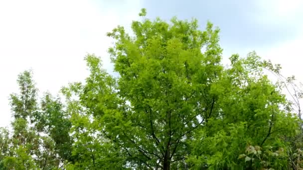 Vrcholky Zelených Stromů Houpá Větru Pozadí Modrého Nebe — Stock video