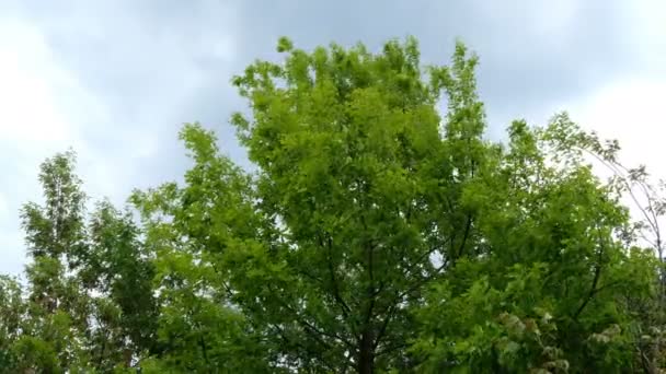 Mavi Gökyüzü Arka Planda Rüzgarda Sallanan Yeşil Ağaçların Tepesinde — Stok video