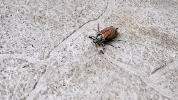 Brown Beetle Insect Crawling Paving Slabs Outdoors Close — Stock Video