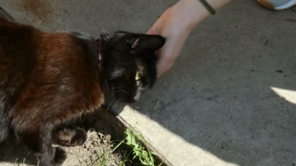 手抚摸着头蓬松的黑猫 爱动物的概念 — 图库视频影像