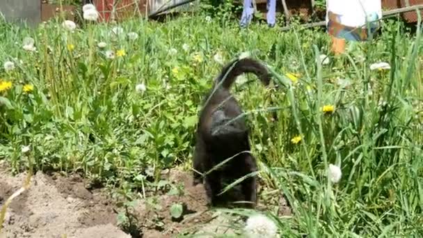 Gatto Peloso Nero Scava Terreno Nel Cortile Con Zampe Anteriori — Video Stock