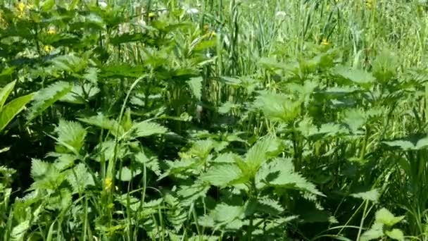 Isırgan Sağlıklı Bitki Genç Isırgan Yaprağı Veya Ilkbaharda Urtica Dioica — Stok video