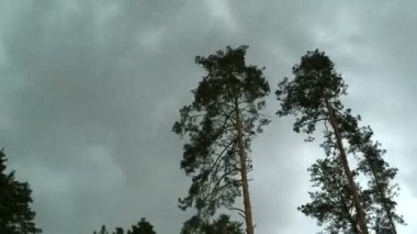 Uzun çamgök gürültülü bulutların fon karşı bir fırtına ve yağmur sırasında rüzgarda sallar. Zaman atlamalı.