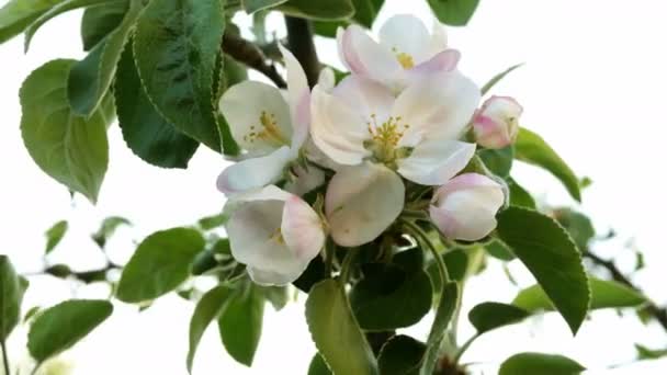 Fleur Couleur Rose Pommier Sur Une Branche Balançant Dans Vent — Video