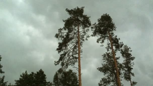 Pinos Altos Balancean Viento Durante Una Tormenta Lluvia Sobre Telón — Vídeo de stock